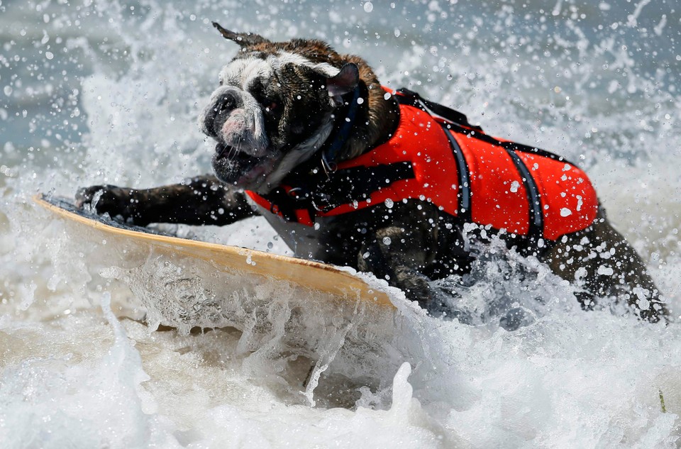 Takich surferów jeszcze nie widzieliście!