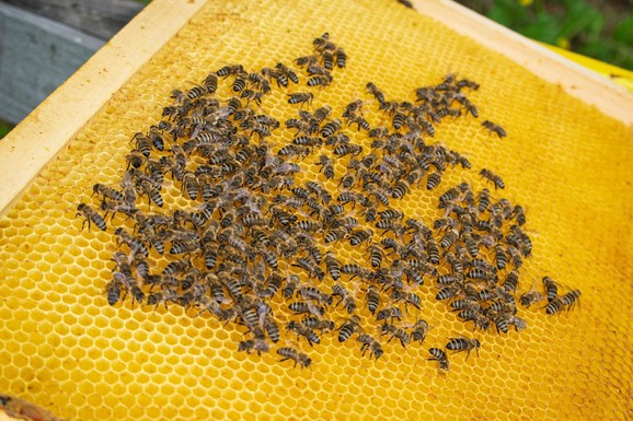 Lažni ili pravi med? Postoji nekoliko jednostavnih načina da odmah proverite kvalitet kod kuće, pa da ne grešite kao mnogi kada ga kupuju