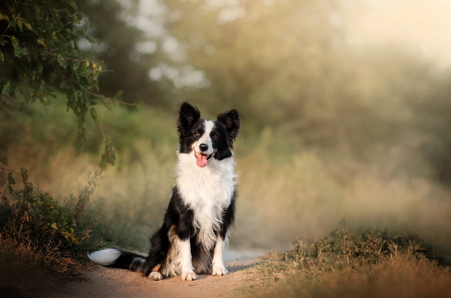 Border Collie - Kate/stock.adobe.com