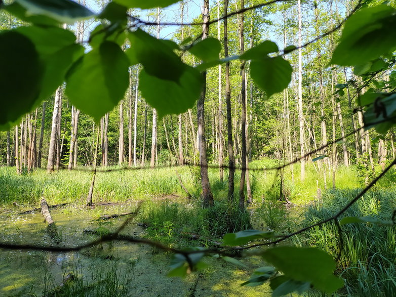 Las Mokrzański, największy kompleks leśny w granicach administracyjnych Wrocławia, o który walczą wrocławscy aktywiści i ekolodzy. 