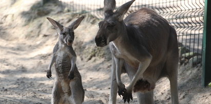 Mały kangurek w gdańskim zoo