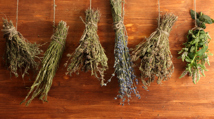 Így őrizhetjük meg a friss fűszernövényeket / Fotó: Shutterstock