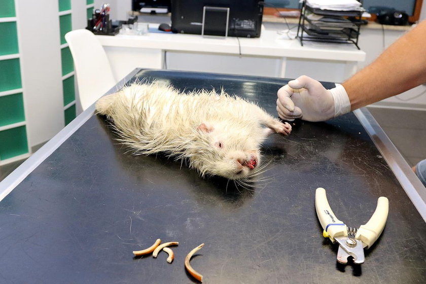 Rybnik. Nutria z rzeki Nacyna straciła długie siekacze