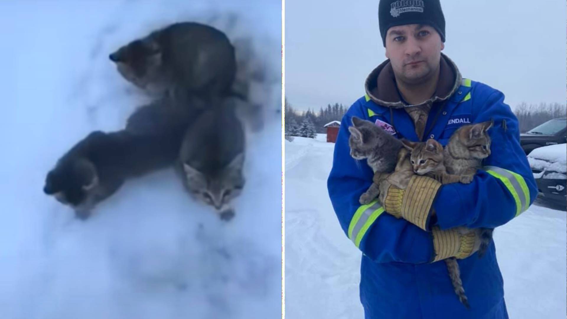 Muž zachránil k ľadu primrznuté mačiatka, pomohol im vďaka horúcej káve