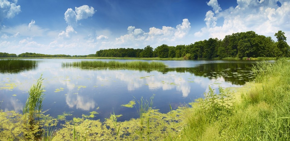 Staw Ludwika, Park Krajobrazowy "Lasy Nad Górną Liswartą"