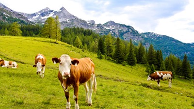 cows on an alpine meadow