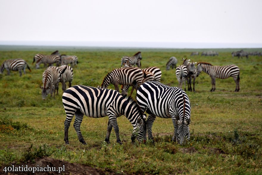 Park Narodowy Serengeti, Tanzania 2021