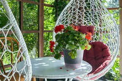 Co 2 tygodnie podlewaj tym pelargonię. Kwiaty będą wysypywać się z doniczki