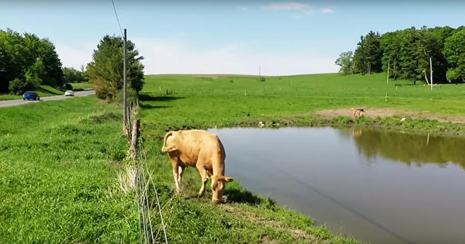 Így kért segítséget a tehén. Fotó: YouTube