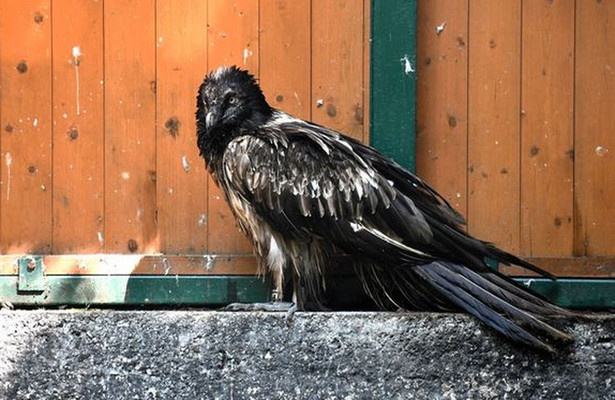 Jeden z najgroźniejszych ptaków na świecie zaglądał przez okno mieszkania w Poznaniu. Co się z nim teraz dzieje?