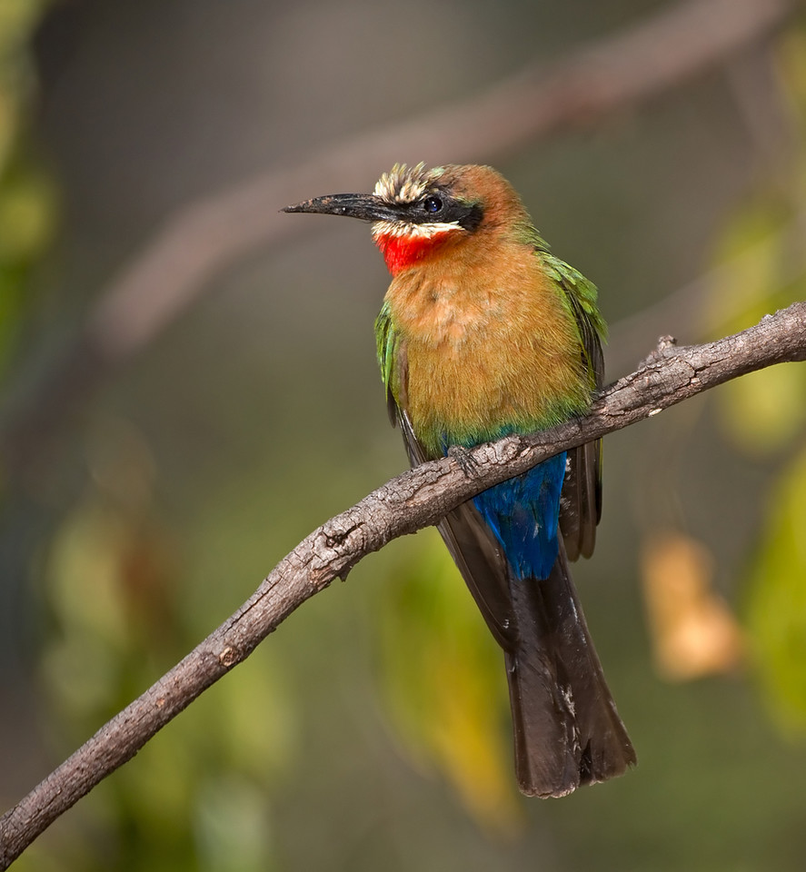 Senegal, Park Narodowy Niokolo-Koba