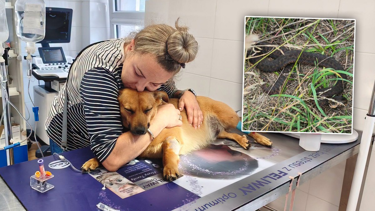 Żmija ukąsiła psa pani Łucji. Zwierzę nie przeżyło. "Szukałam leku w całej Polsce"