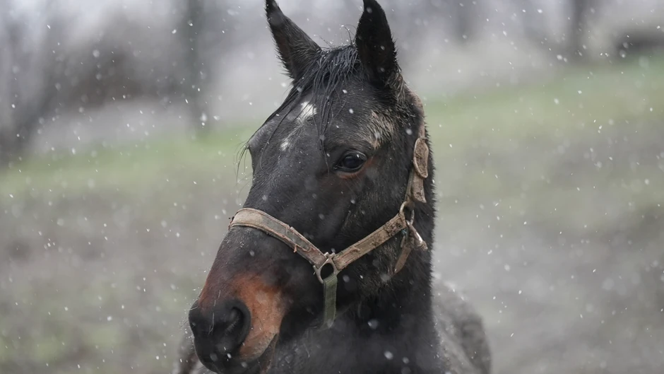 Tri prekrasna konja galopirala u Čačku