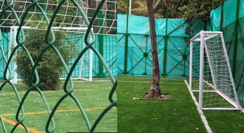 New football pitch has two living trees as goalkeepers, court order says nobody should touch them (video)