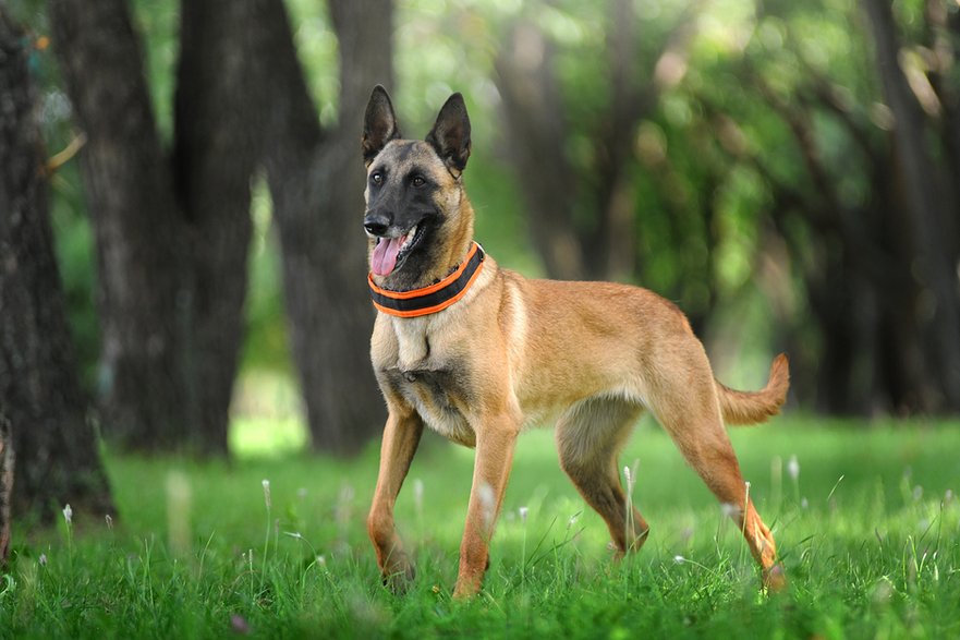 Owczarek belgijski malinois. 