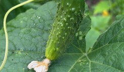 Upał w ogrodzie: ogórki potrzebują więcej wody, w przeciwnym razie stracisz plony [uprawa, stanowisko, ziemia, nawóz]