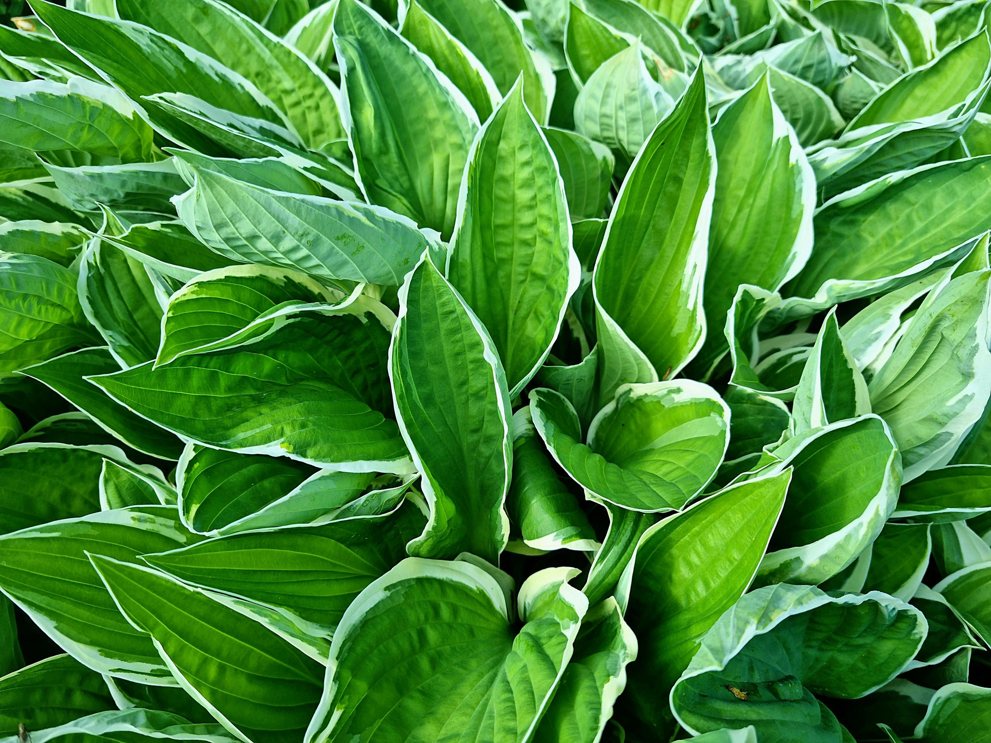Hosta.