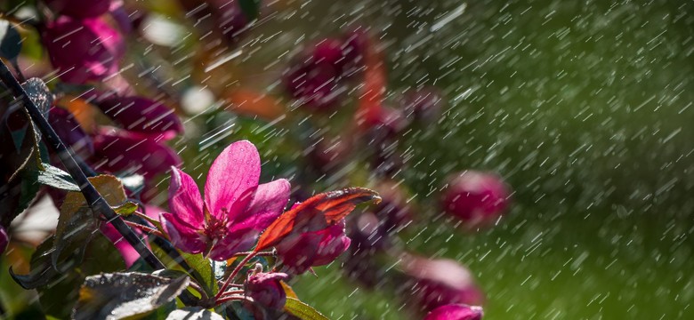 Pogoda na Wielkanoc 2026 zaskoczy. Totalnie nikt się nie spodziewał takiej zmiany. IMGW już to wie