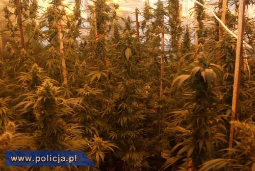 Odkryta plantacja marihuany