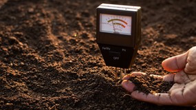 Jak gleba magazynuje węgiel? Naukowcy odkrywają sekretną rolę minerałów żelaza