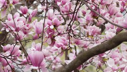 Rozsyp kilka garści pod krzewem. Magnolia obsypie się kwiatami