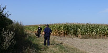 Rabuś ukradł dwa portfele. Ukrył się w polu kukurydzy!