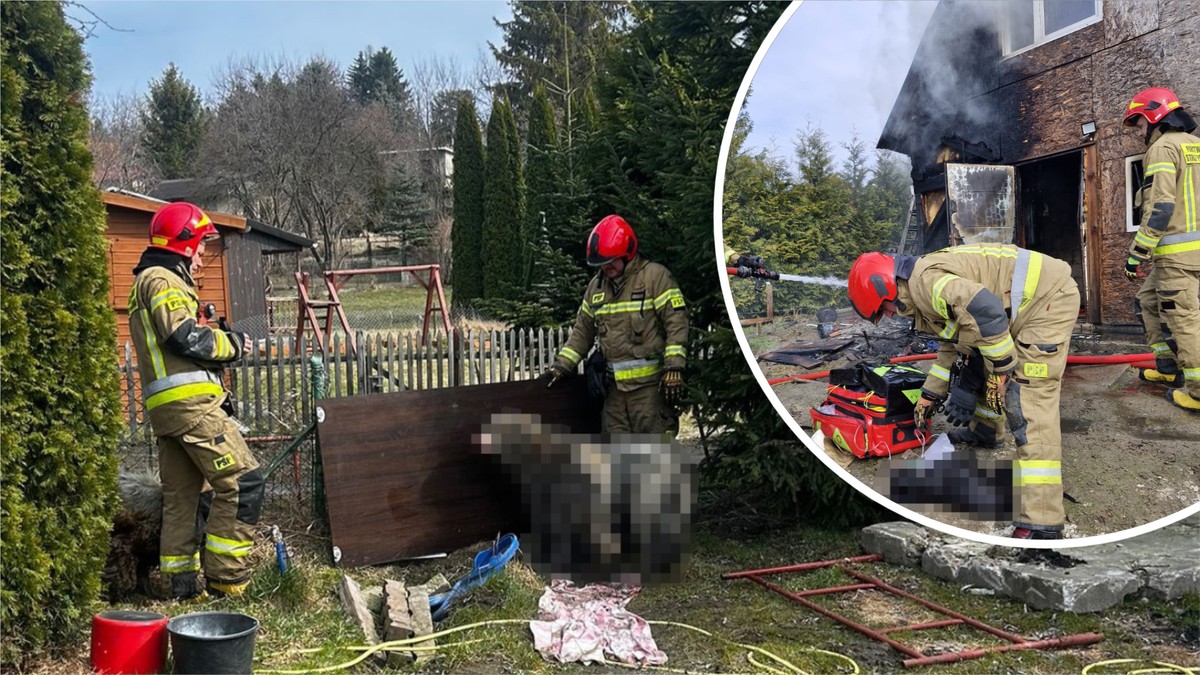 Dramatyczny pożar w Gdańsku. Strażacy ratowali pięć psów. To, co zrobili porusza do łez