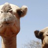 Goniči stoke na Rogu Afrike i u Severnoj Africi su se tokom godina prebacili na kamile zbog njihove slavne otpornosti | Foto: Reuters