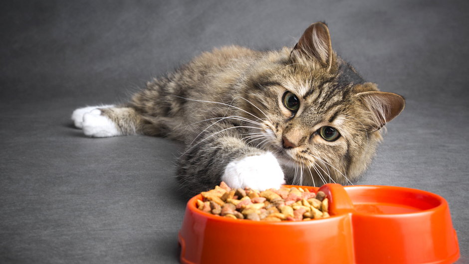 Nie wszystkie ludzkie pokarmy nadają się do jedzenia dla kotów