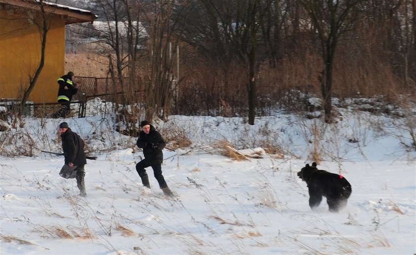 Niedźwiedź dostał dwa strzały i się wnerwił! FOTO