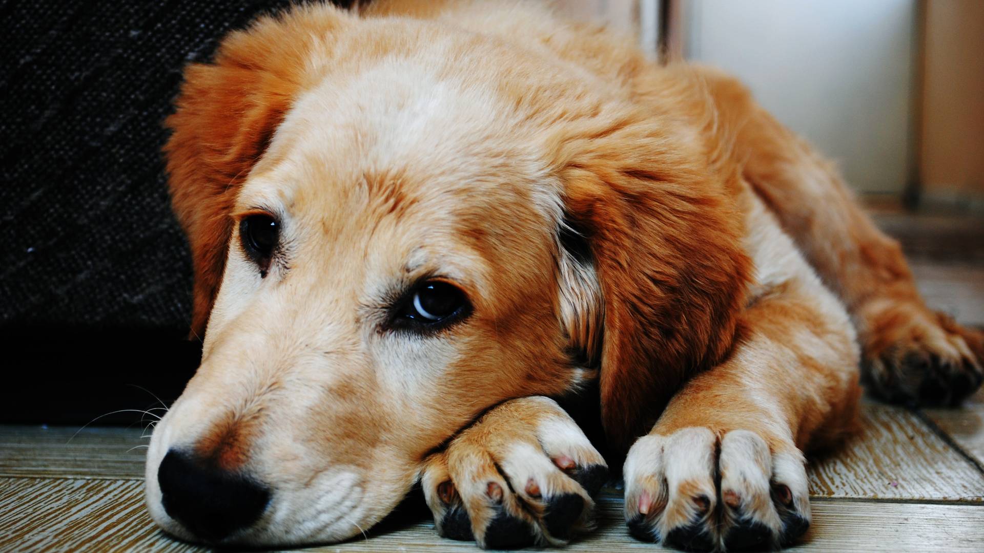 Veterinar otkrio šta ljubimci rade u poslednjim trenucima života i pretužno je