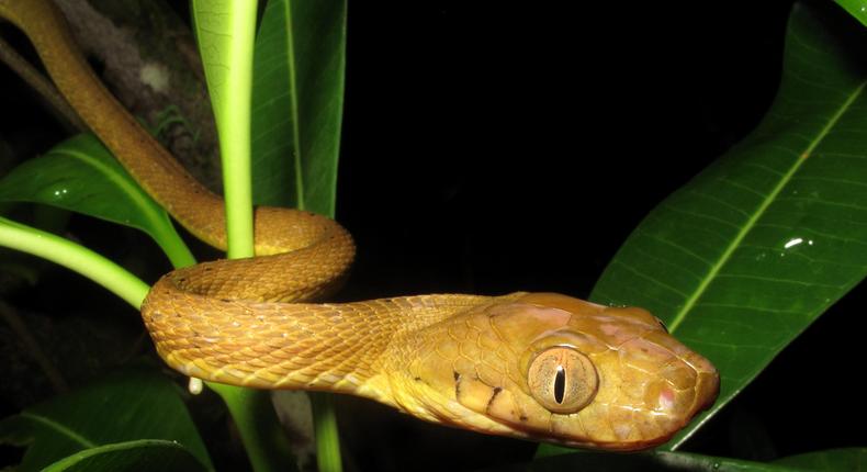 A brown tree snake in a tree in Guam.