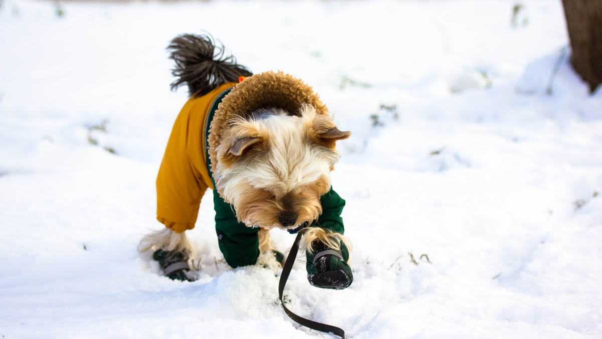Jak chronić psie łapy przed zimnem i solą? Wiele osób nieświadomie popełnia błąd