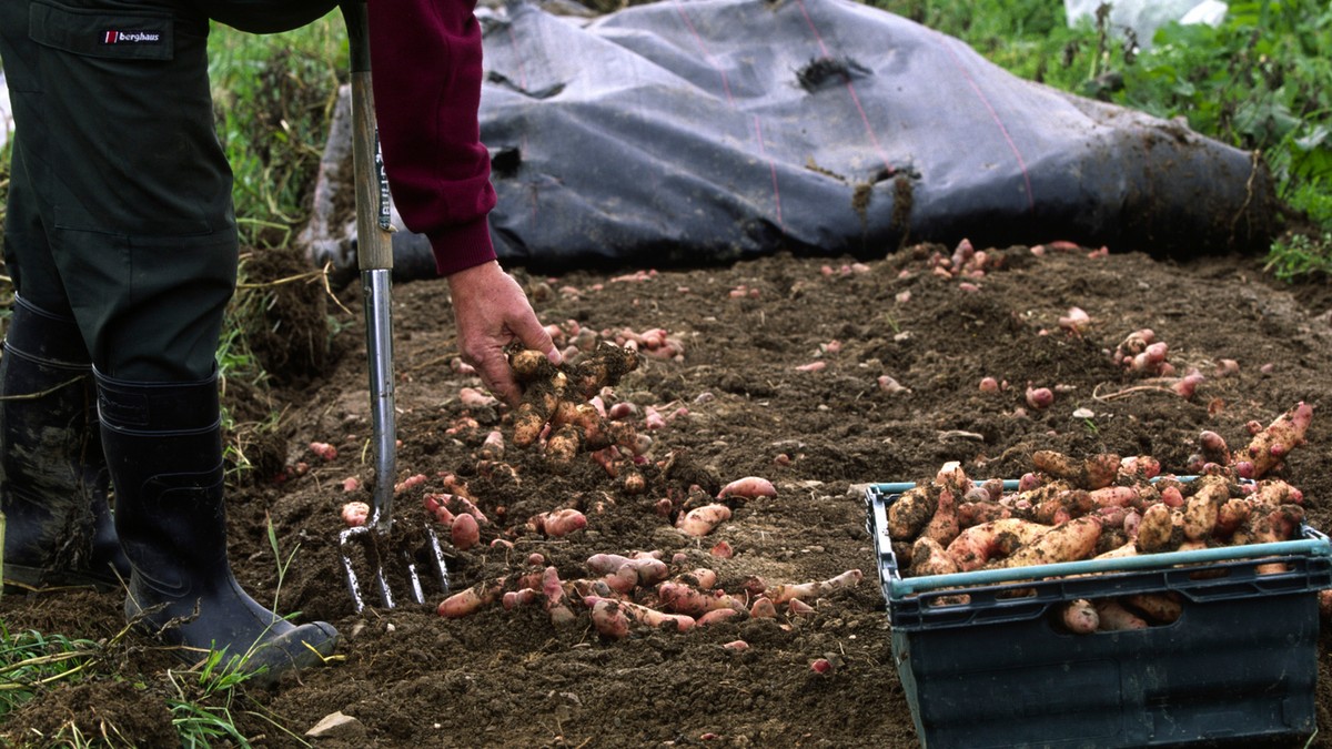 Zemljoradnik kopa po njivi - ilustracija