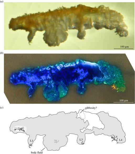 Obrazy mikroskopowe i rysunek Paradoryphoribius chronocaribbeus