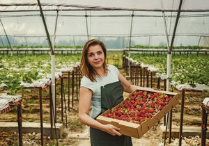 Proizvodnja jagoda, organska hrana