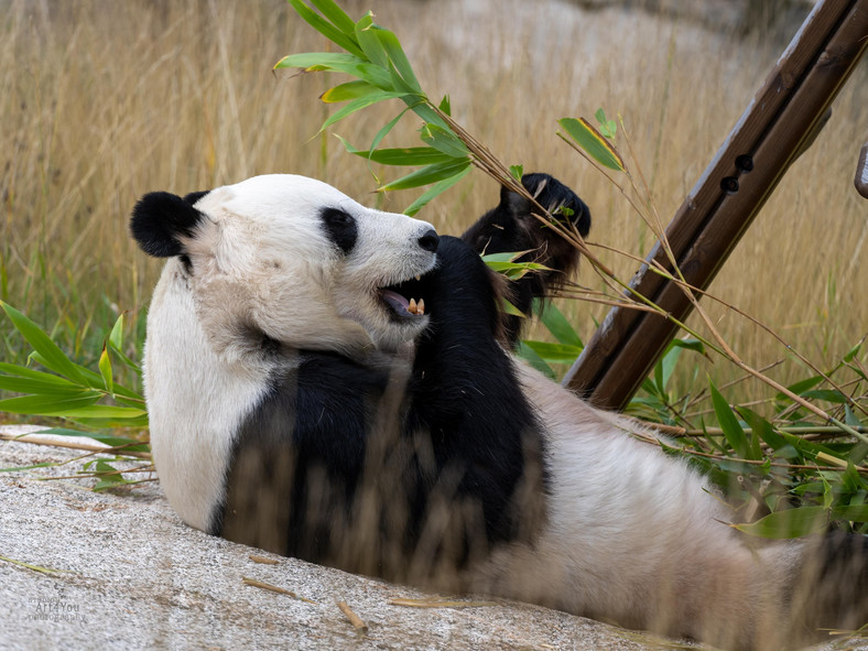 Pandy w fińskim zoo Ahtari 