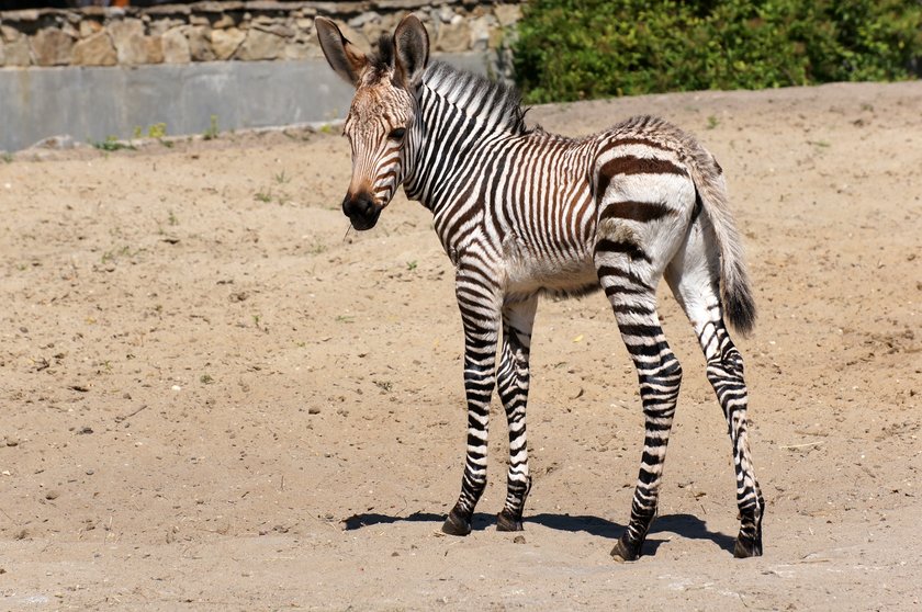 W zoo urodziła się mała zebra