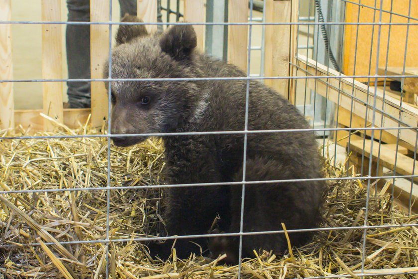 Niedźwiedzica Cisna zamieszkała w poznańskim Zoo