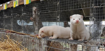 Nie tylko ekolodzy nie chcą ferm zwierząt futerkowych!