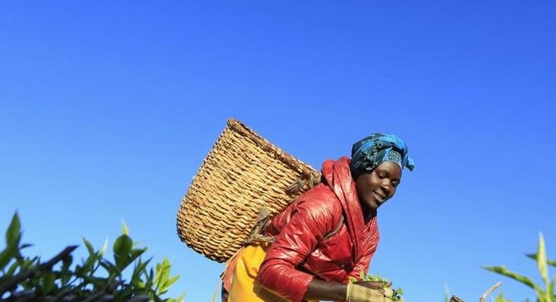 A woman picks tea leaves at a plantation in Nandi Hills, in Kenya's highlands region west of capital Nairobi, November 5, 2014. REUTERS/Noor Khamis