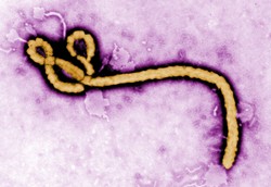 Śmiercionośny wirus uderzył. Już 13 zabitych