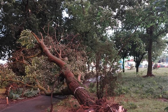 (FOTO, VIDEO) VETAR IŠČUPAO DRVO IZ KORENA I BACIO GA NA PUT! Stravični snimci iz Subotice: Apokaliptične scene na ulicama posle oluje