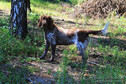 Polski spaniel myśliwski