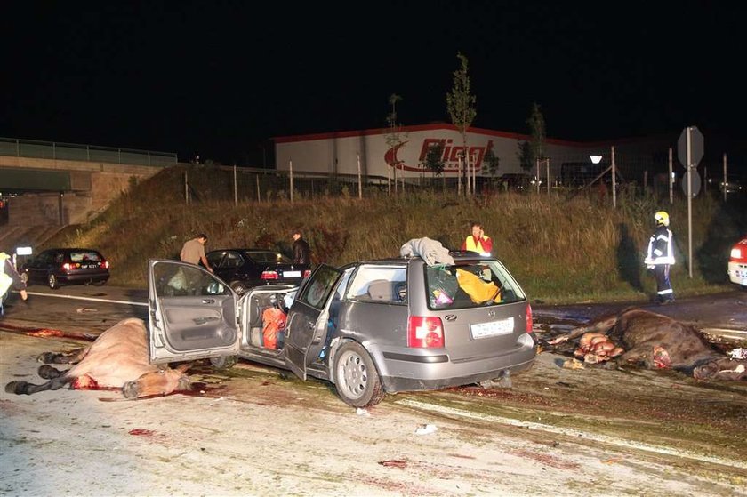 Końska jatka na autostradzie. Mocne zdjęcia