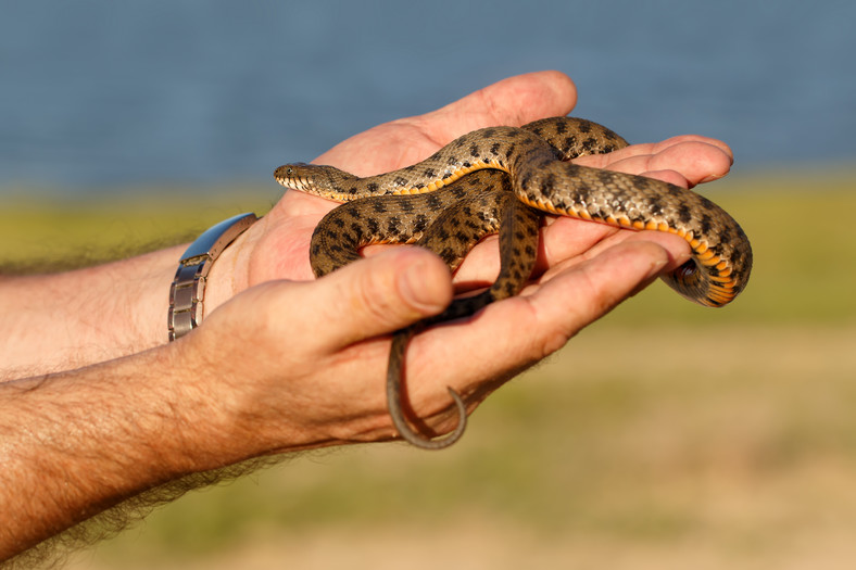 Zaskroniec rybołów (Natrix tessellata)