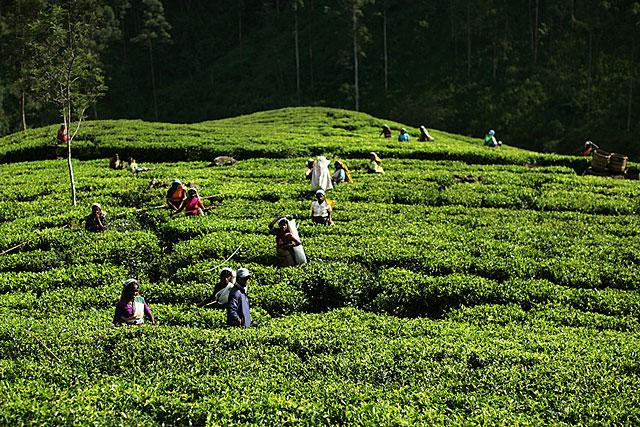 Galeria Sri Lanka - Herbacianym szlakiem, obrazek 10