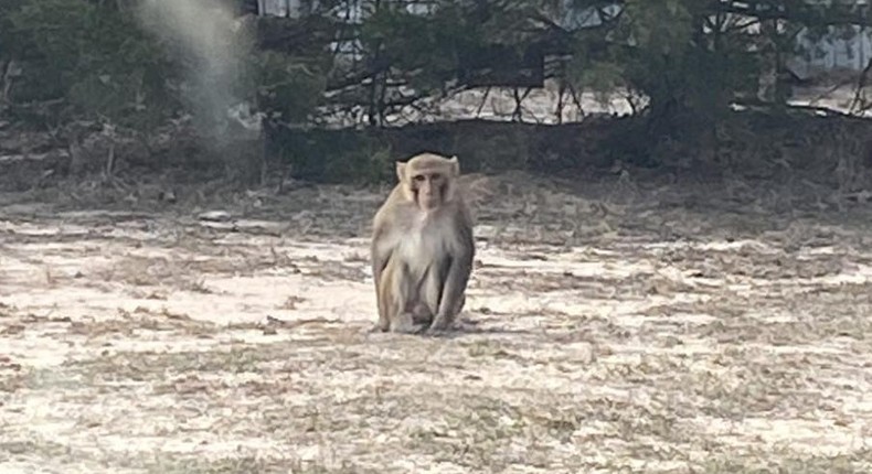 A pet monkey in Oklahoma attacked a woman, mauling her ear and slapping a man before it was shot dead over the weekend,Dickson Police Department