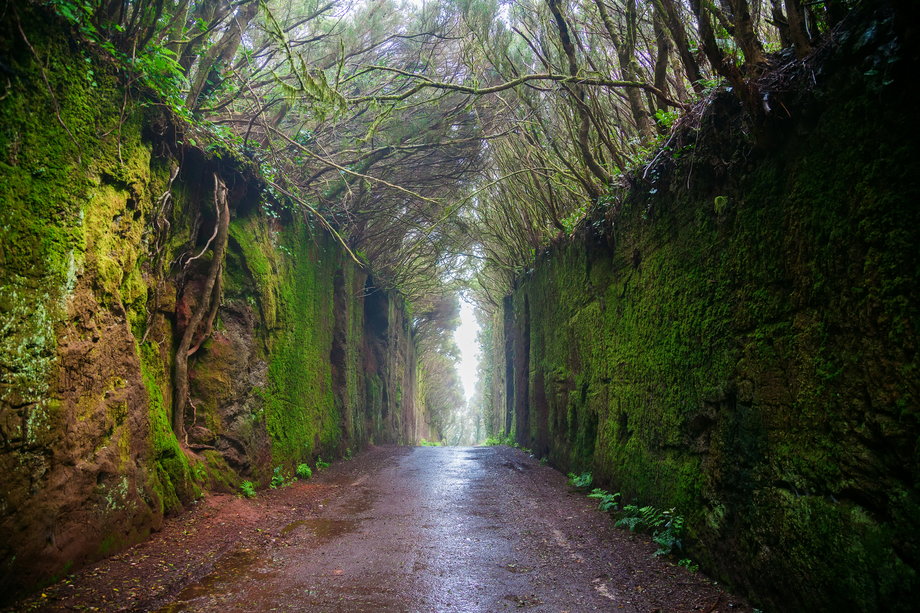 Wyjątkowy zielony tunel w Parku Anaga, Teneryfa