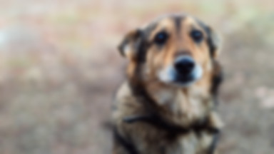 Kampania "Psie smutki": porzucone po Gwiazdce psy i koty zapełniają schroniska. Trzy razy się zastanów, zanim podarujesz zwierzę pod choinkę